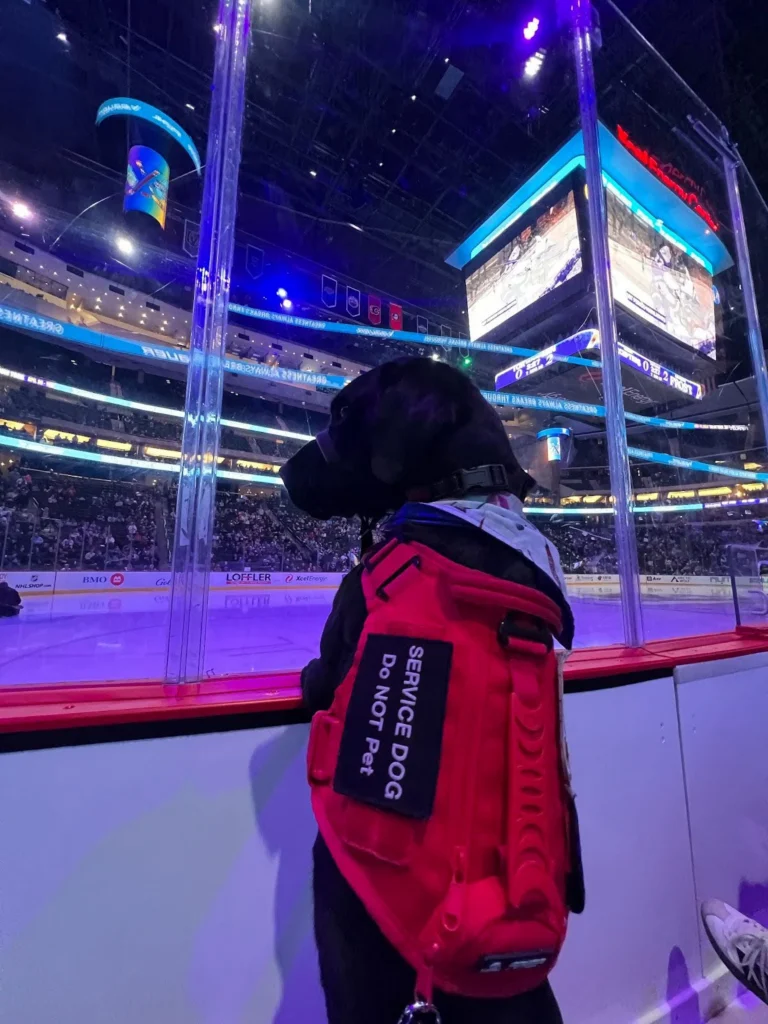 service dog looking out at hockey rink in Des Moines