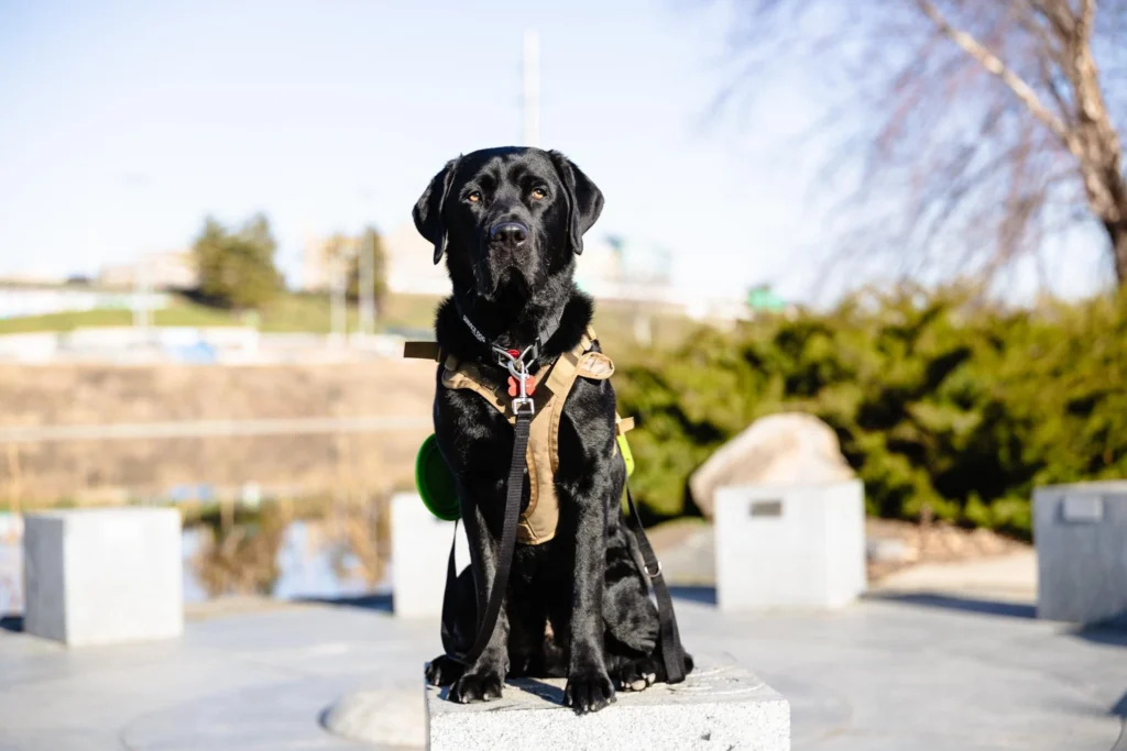 Jessie Rudin service dog black labrador close-up